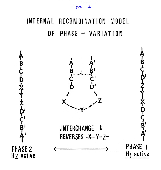 Fig 1 Internal Recomb Model of Phase Var'n